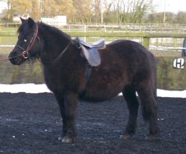Jessie shetland pony from Horse Rescue Fund charity.jpg